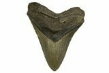 Fossil Megalodon Tooth - North Carolina #328105-1